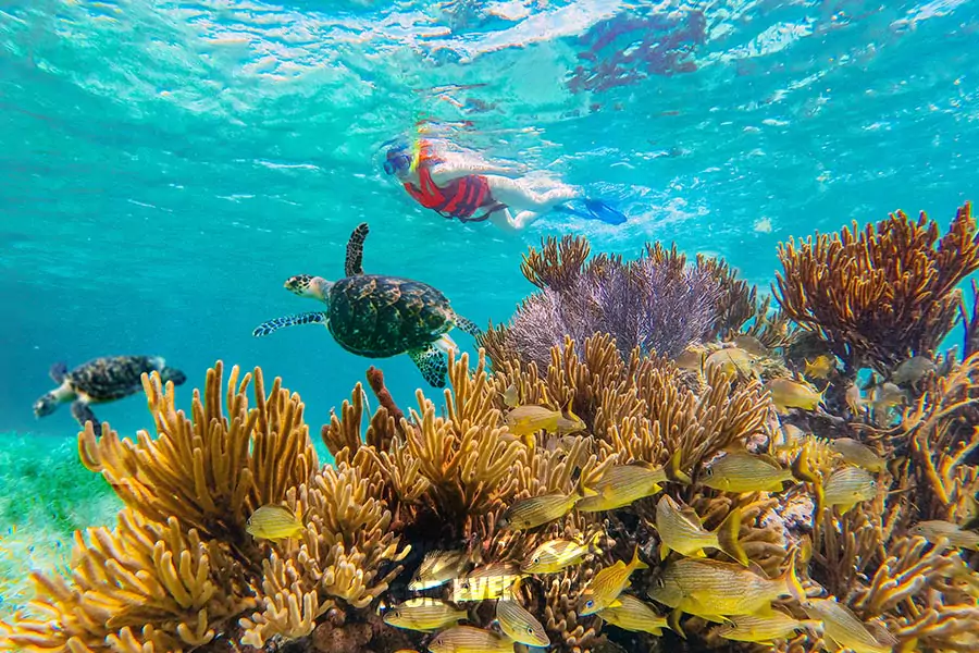 Best Snorkeling in Cancun Mexico