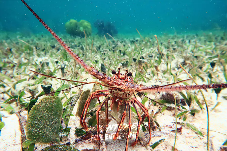 Best Snorkeling un Cancun