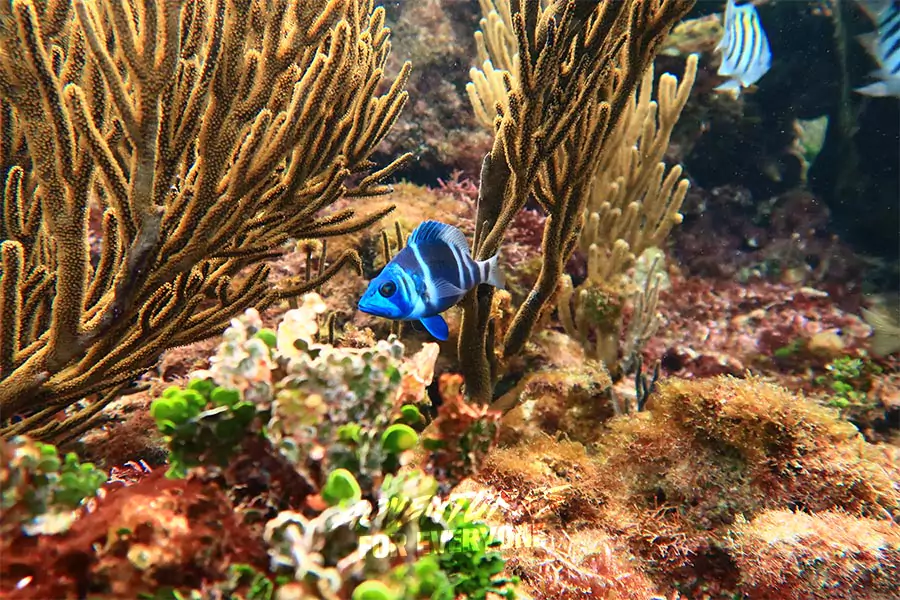 Cancun Snorkeling Park